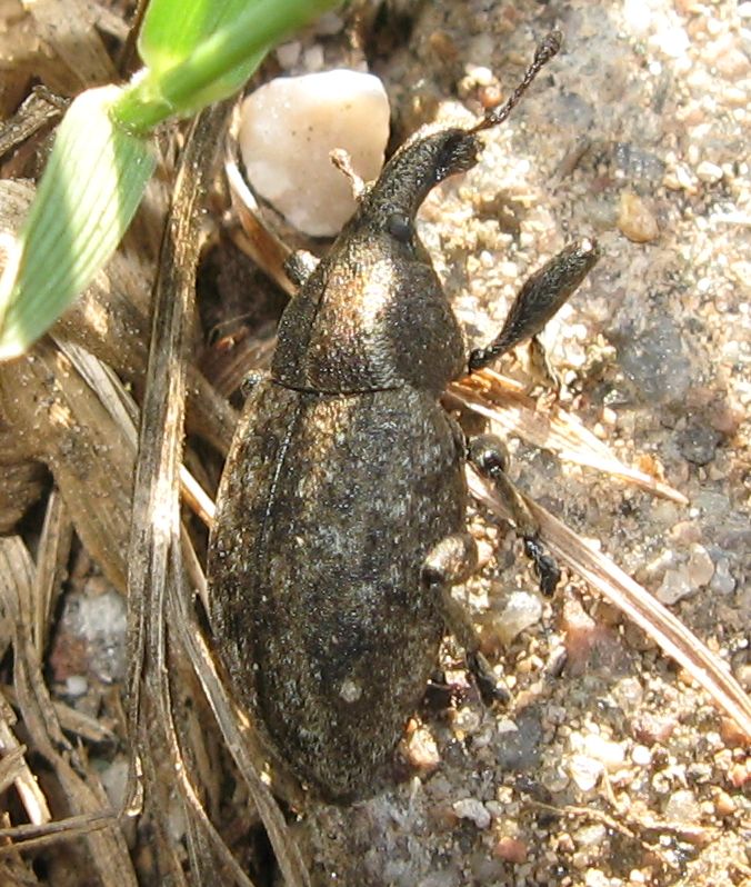 Neoglanis ? No. Lepyrus cfr armatus