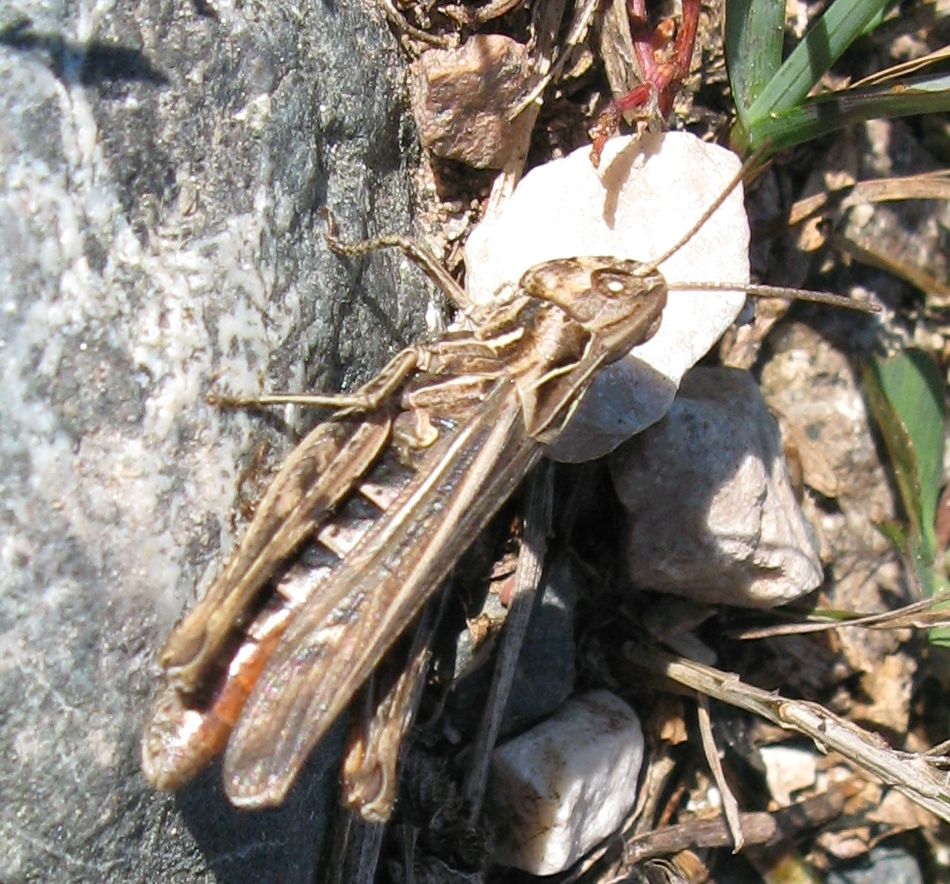 Ennesimo ortottero dal trentino