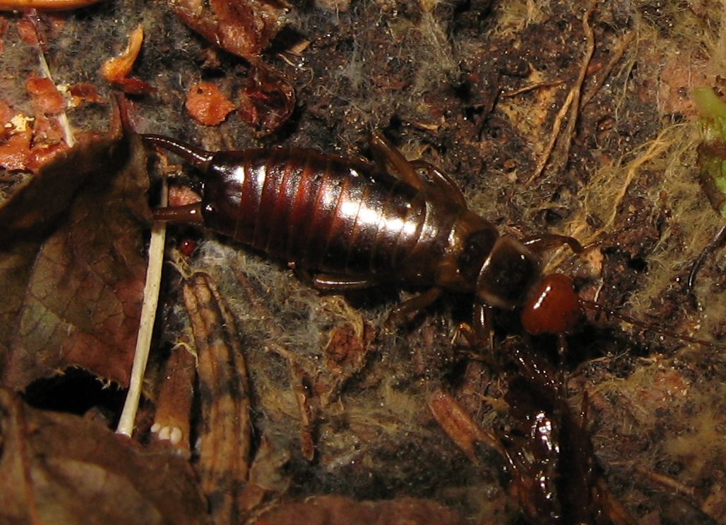 Chelidurella guentheri  (?) da Valmaggiore (TN)
