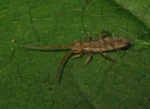 Collembolo trentino (2)