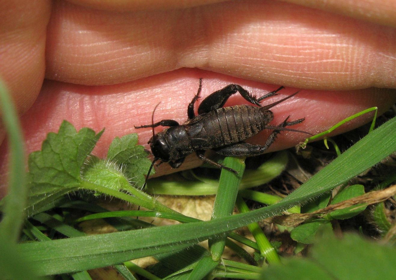 Giovane di Melanogryllus Desertus ? No Gryllus campestris