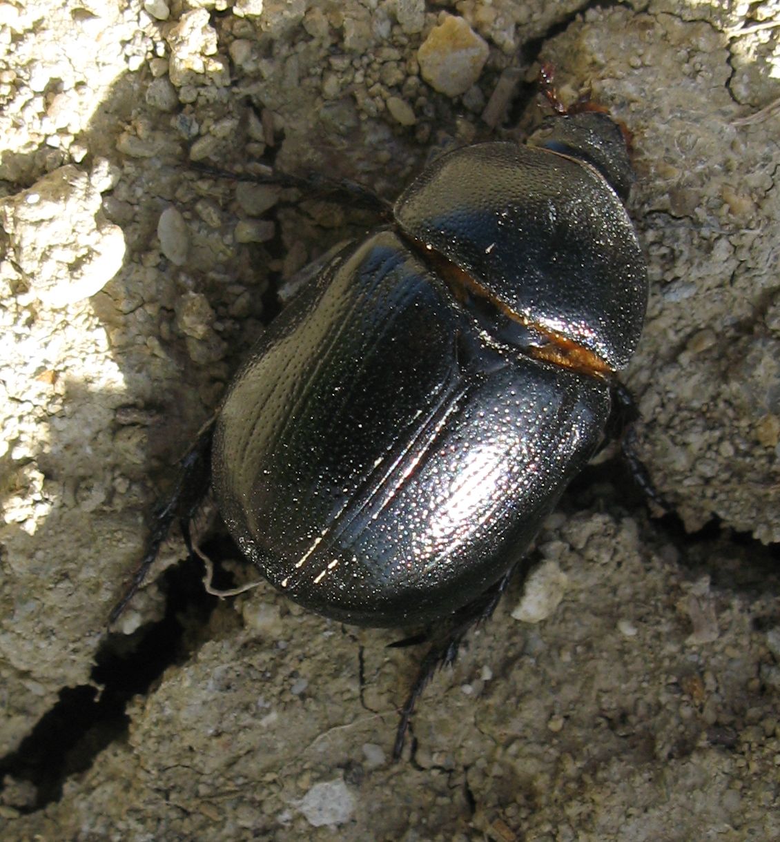 Geotrupidae da identificare .. No. Pentodon sp.