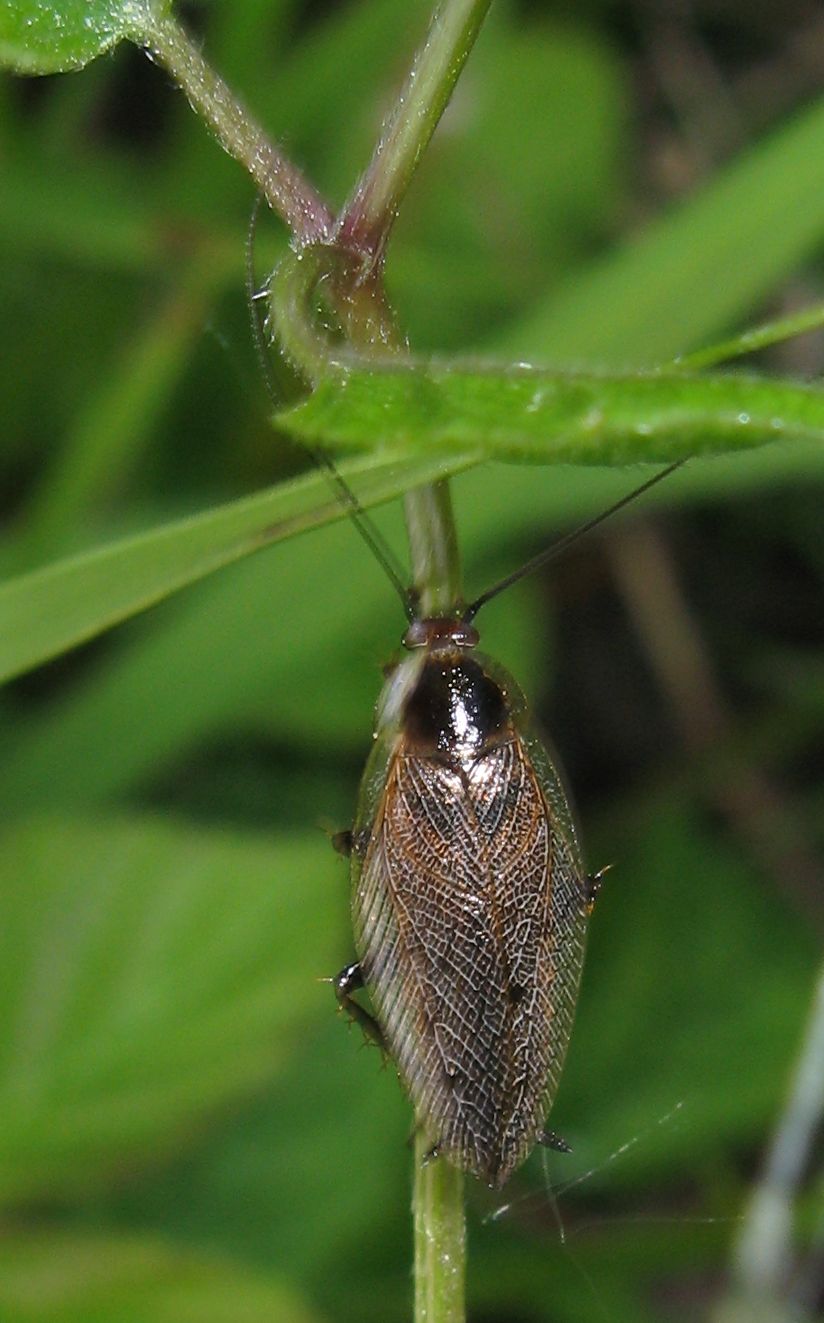 Ectobius lapponicus (Linnaeus 1758)