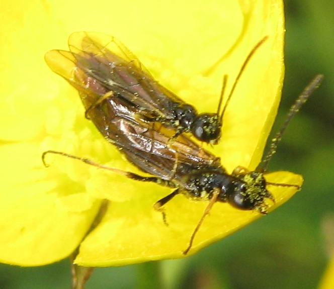 Cephidae (?) in accoppiamento