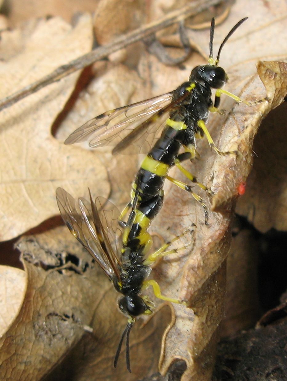 Tenthredo zonula ?