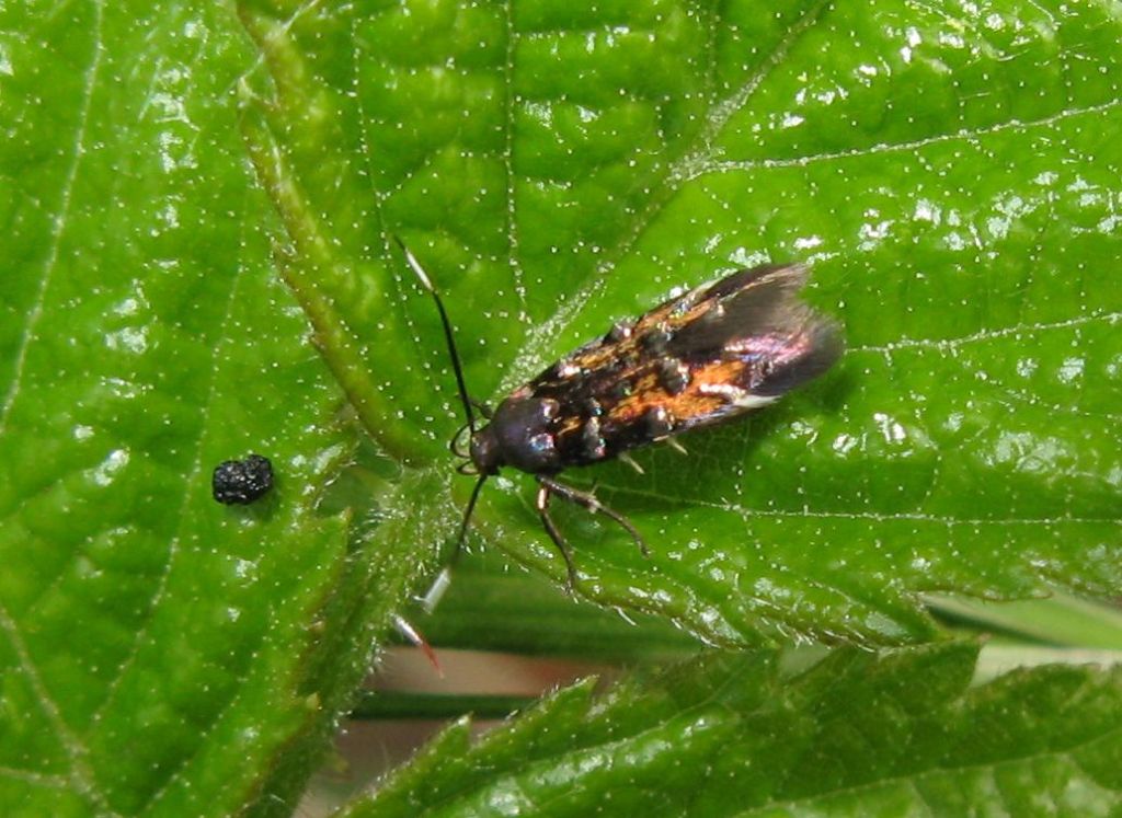 Pancalia leuwenhoekella ?