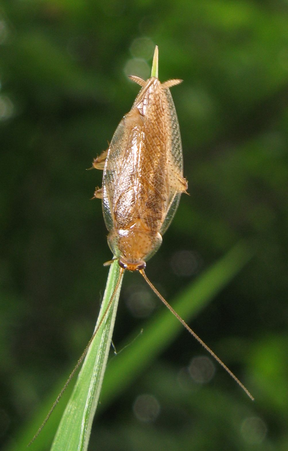 Ectobius pallidus (Olivier 1789)