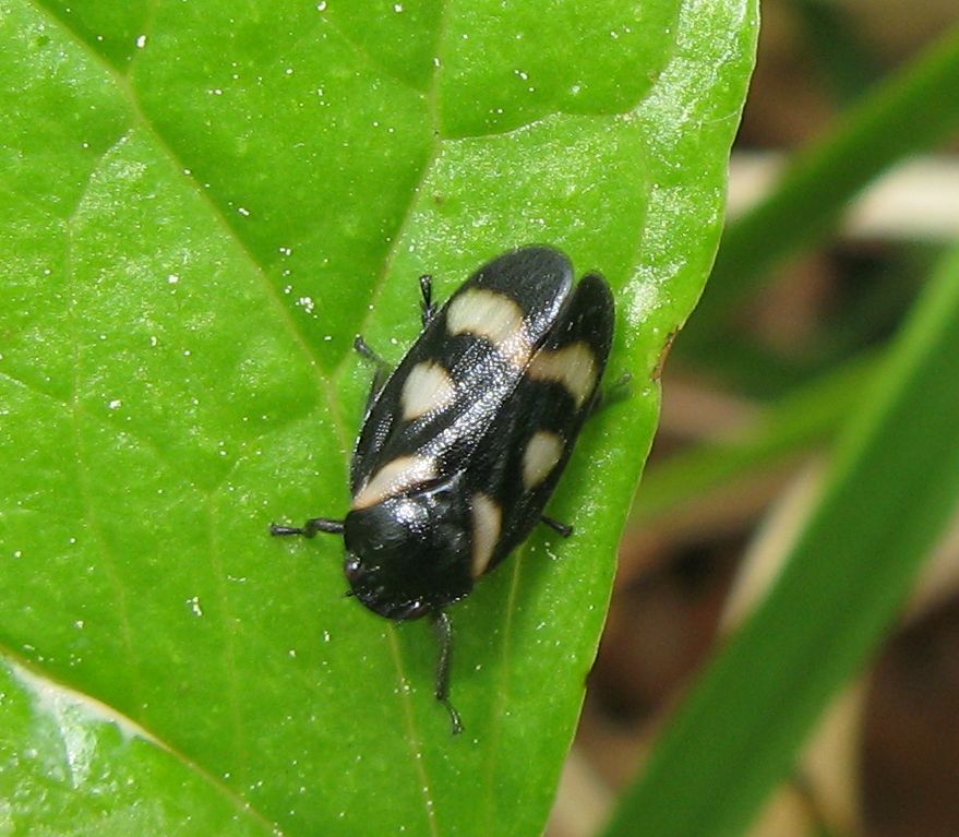 Cercopis arcuata, Emilia Romagna