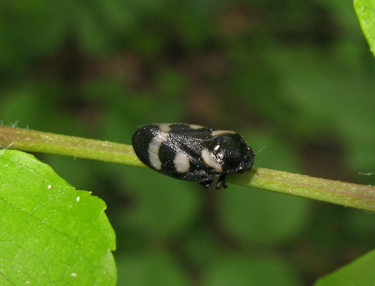 Cercopis arcuata, Emilia Romagna