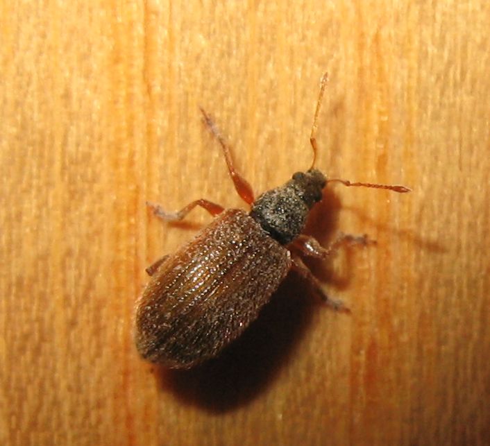 Curculione casalingo