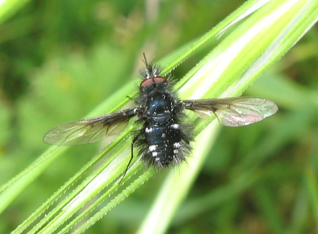 Bombylella atra (Bombyliidae)