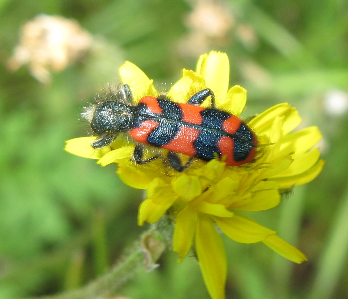 Trichodes alvearius