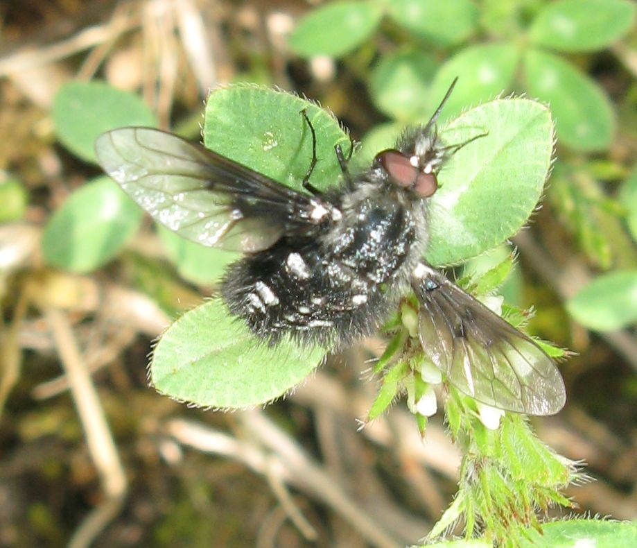 Bombylella atra (Bombyliidae)