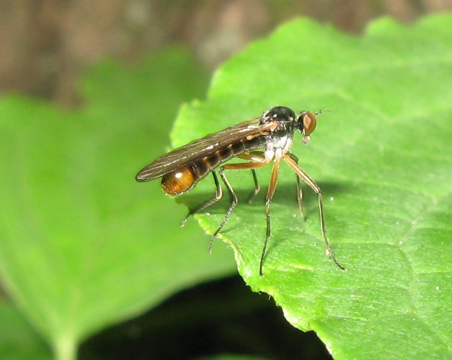 Brachystoma vesiculosum ♂  (Brachystomatidae)