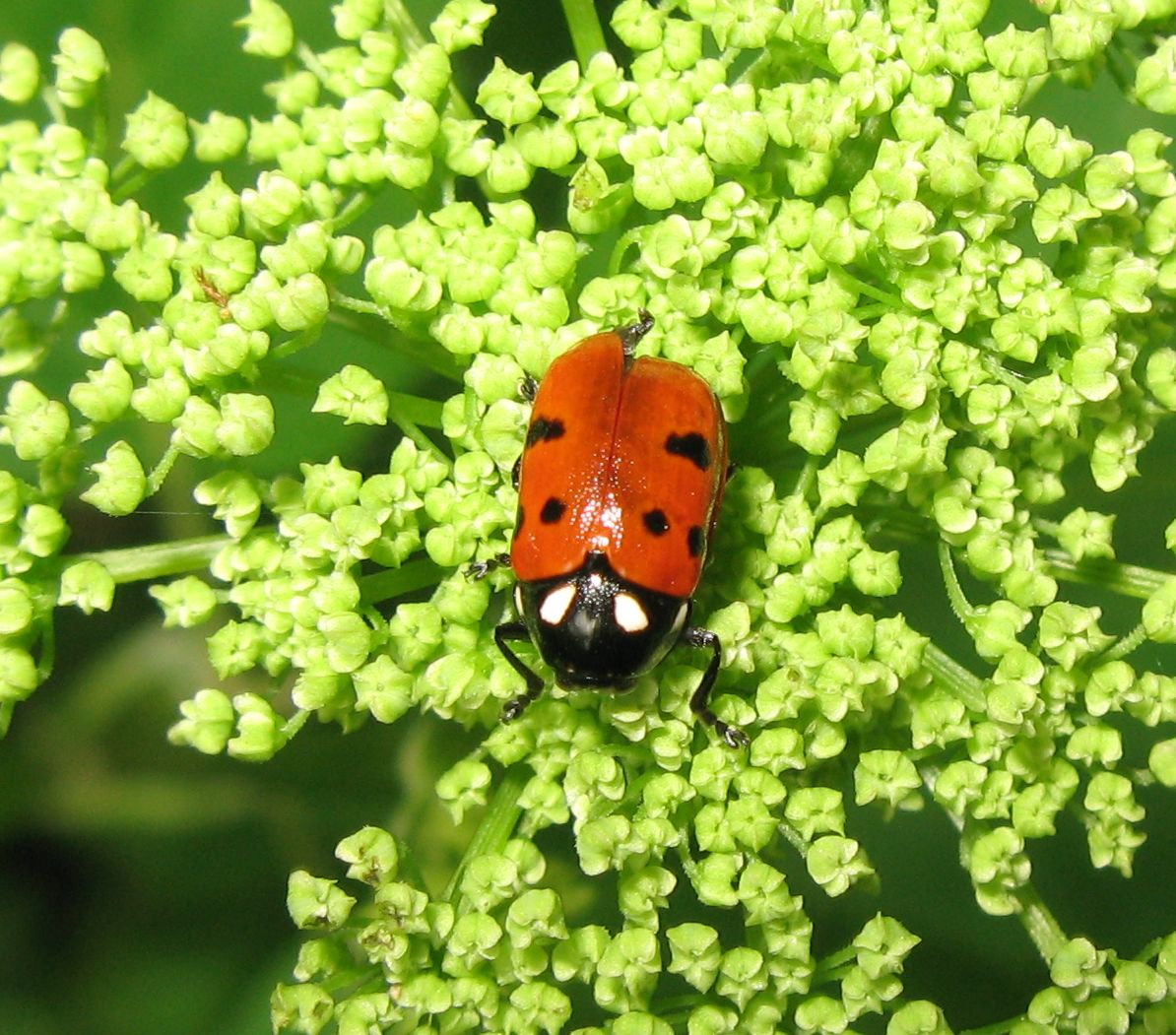 Chrysomelidae da identificare: Cryptocephalus tricolor