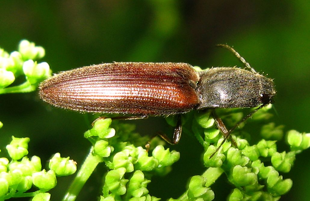 Athous haemorrhoidalis ?