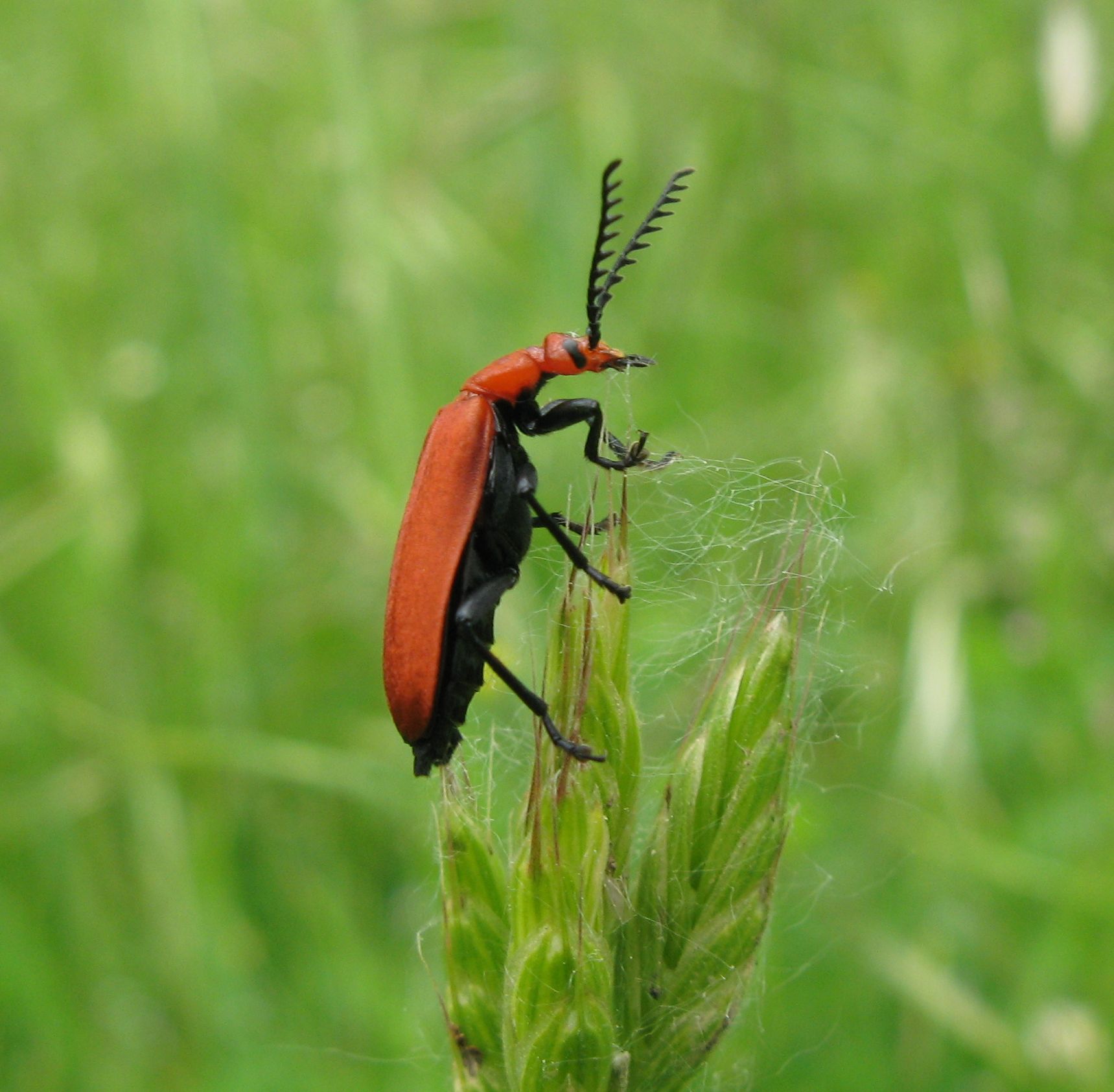 Pyrochroa serraticornis