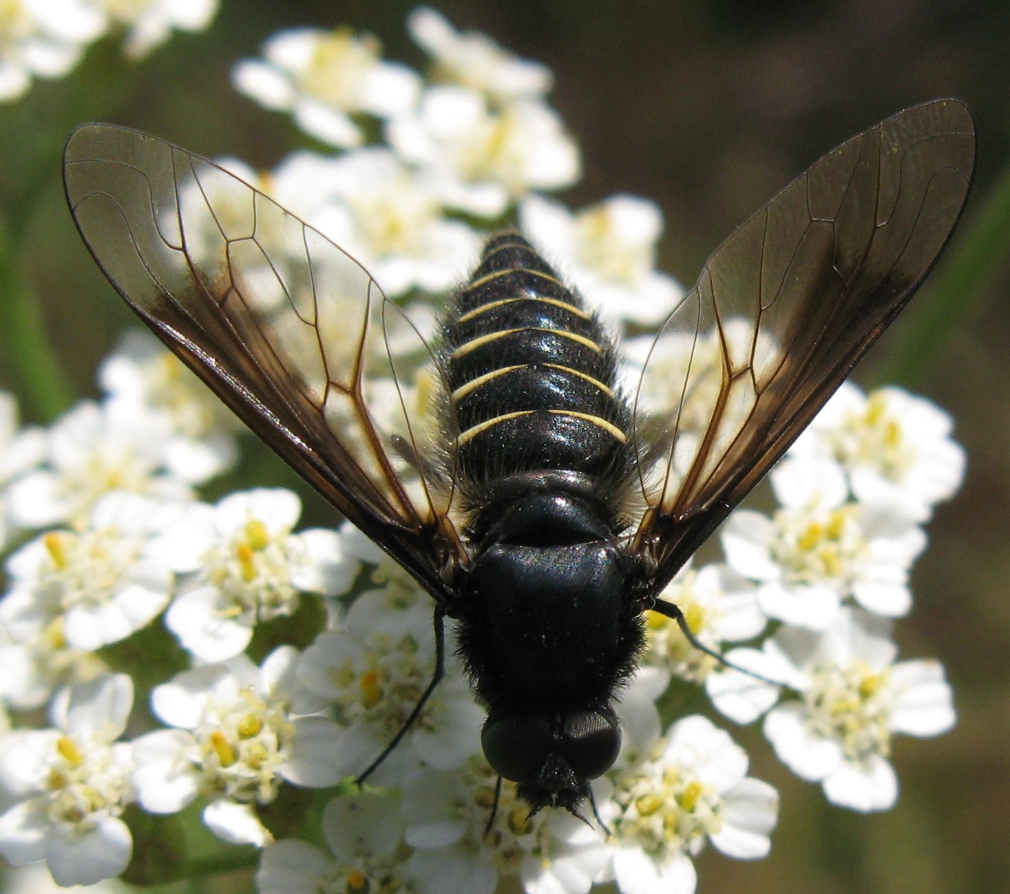Lomatia sp. (Bombyliidae)