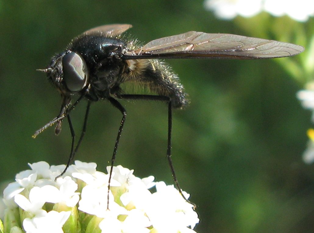 Lomatia sp. (Bombyliidae)