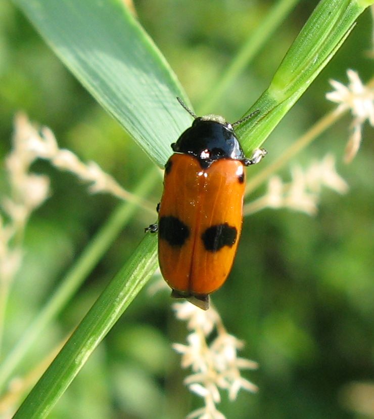 Cryptocephalus trimaculatus  e Clytra laeviuscula?