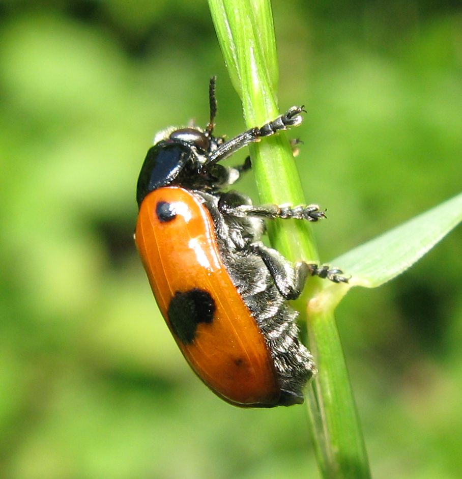 Cryptocephalus trimaculatus  e Clytra laeviuscula?