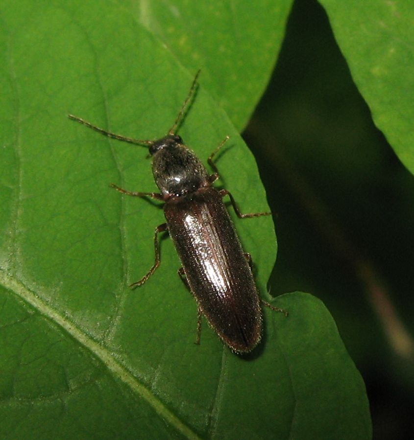 Athous haemorrhoidalis ?