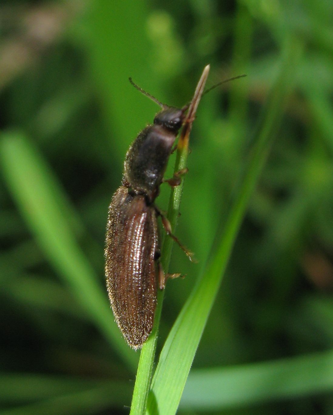 Athous haemorrhoidalis ?