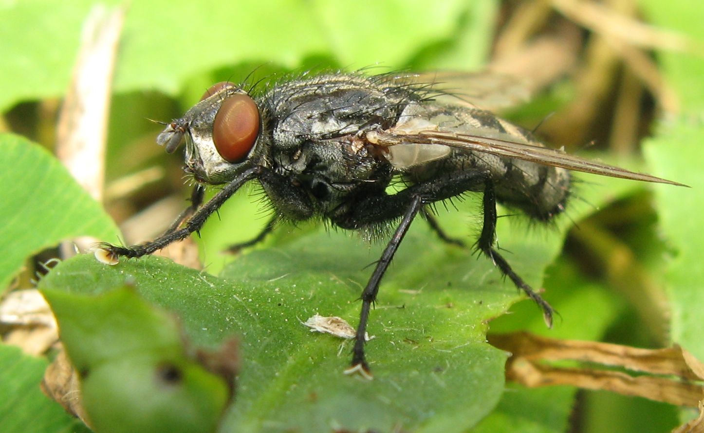 Mosca dall''addome a scacchi Sarcophaga sp.