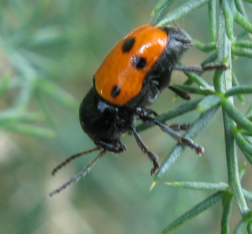 Cryptocephalus trimaculatus  e Clytra laeviuscula?