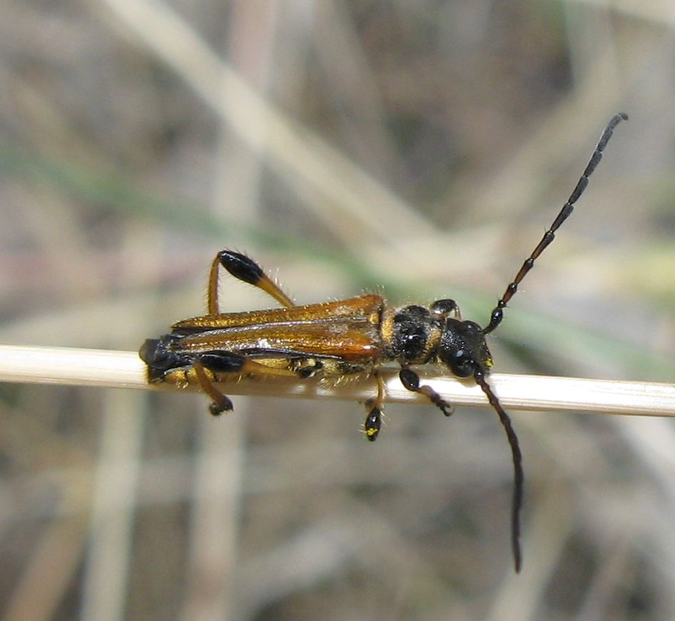 Stenopterus ater