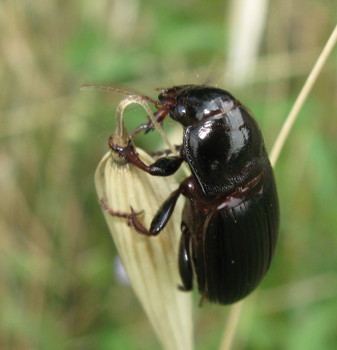 Grosso coleottero nero: Zabrus tenebrioides fuori misura
