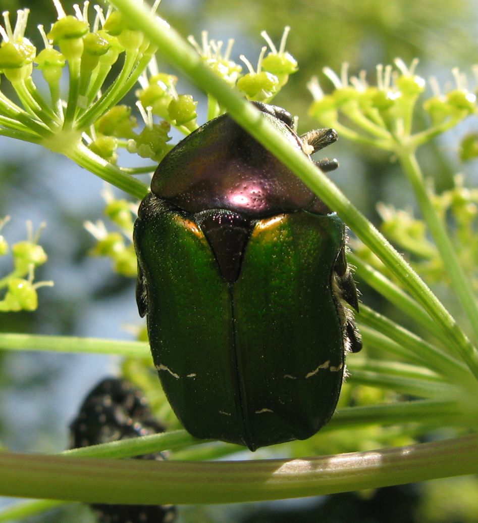 Cetonia aurata pisana ?