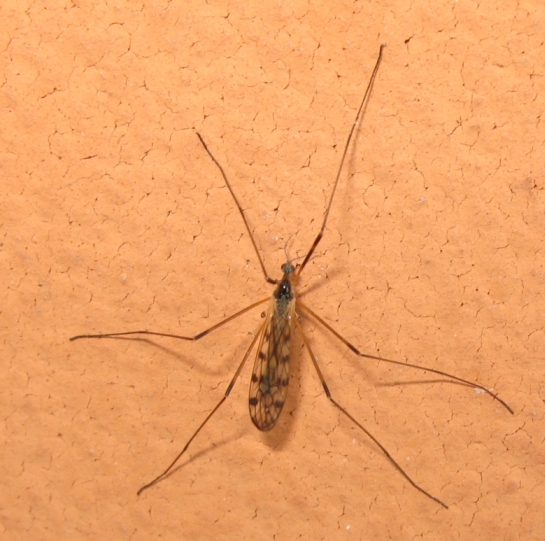 Tipula sp. o altro?