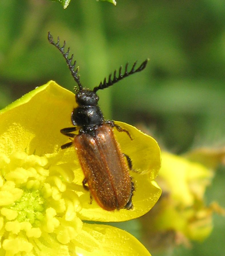 Maschio di Drilus flavescens
