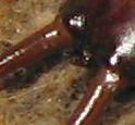 Chelidurella guentheri  (?) da Valmaggiore (TN)
