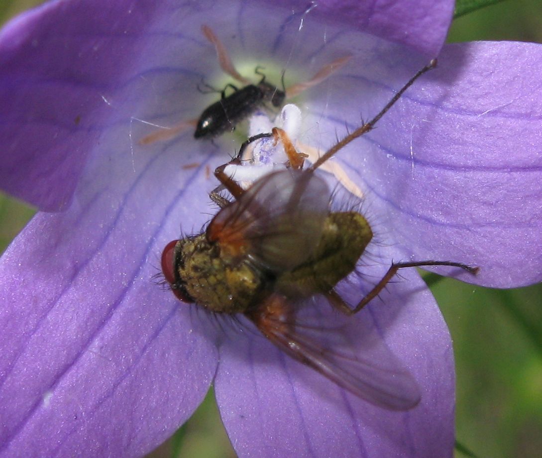 Phaonia sp. ?
