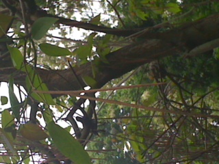 sapete che albero sia?- Catalpa sp.