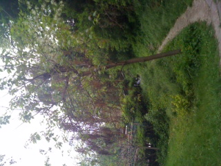 sapete che albero sia?- Catalpa sp.