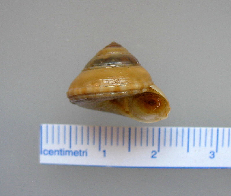 Philippia hybrida