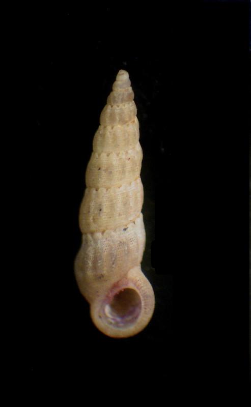 Opalia hellenica