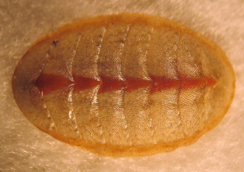 Lepidochitona cinerea