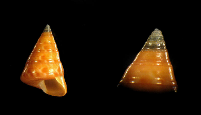 Calliostoma alexandrinum