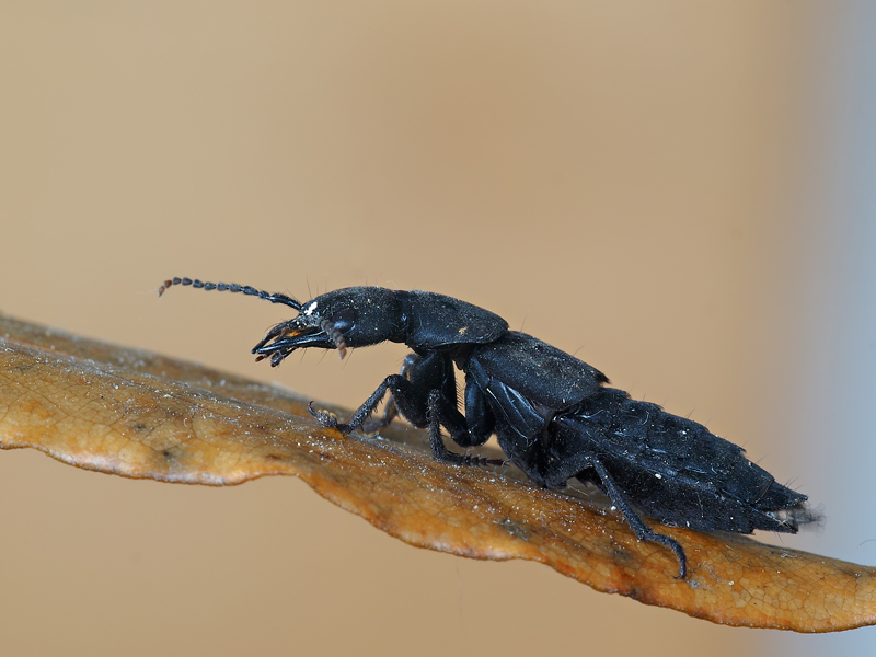 Staphylinidae: Ocypus sp.