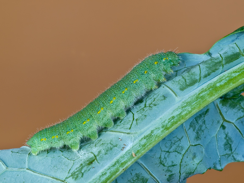 bruco Pieris rapae