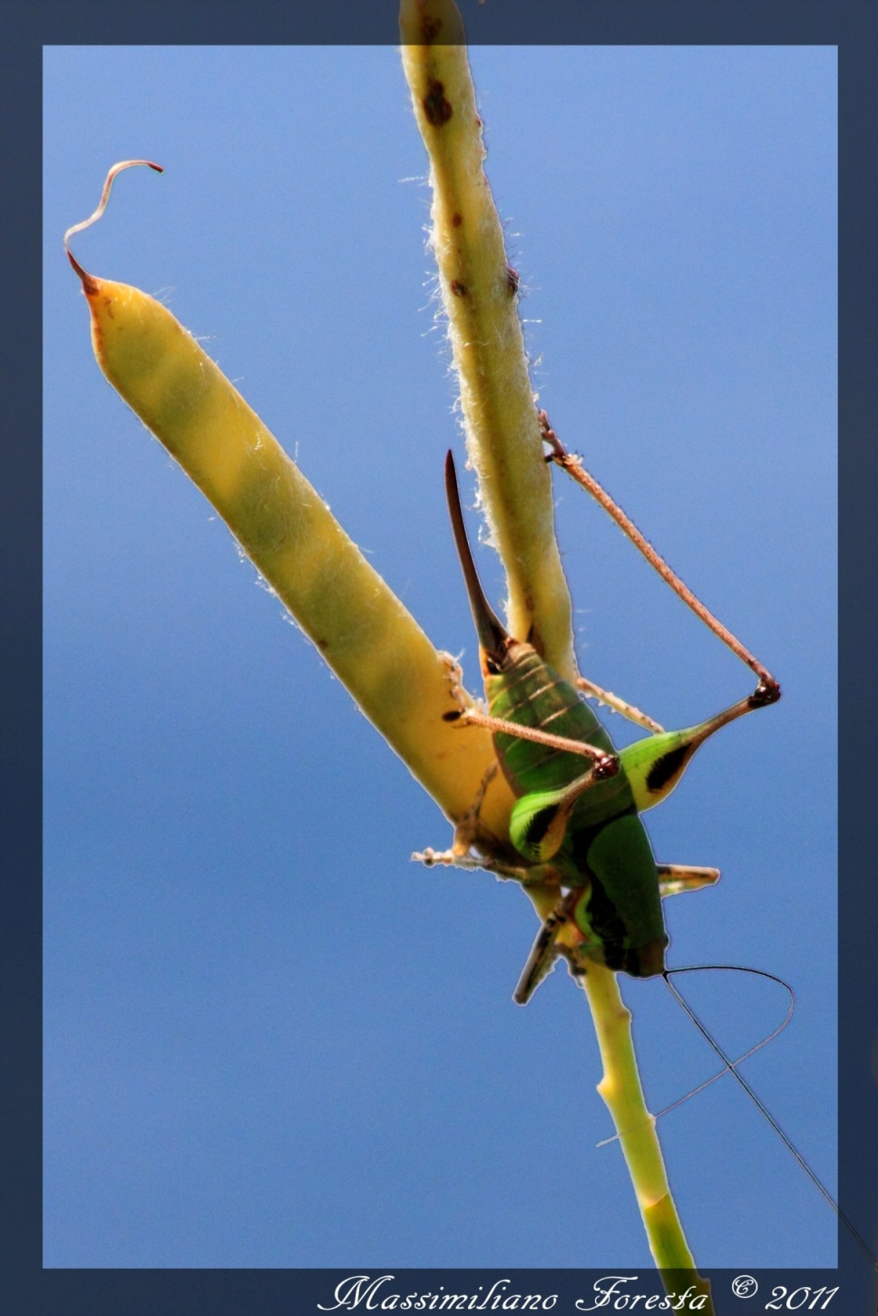 aiuto determinazione specie - Eupholidoptera sp.