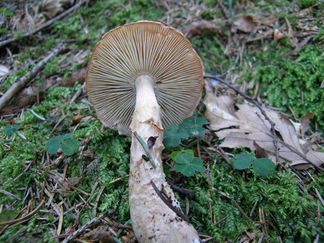 Altri tre ritrovamenti dello scorso anno