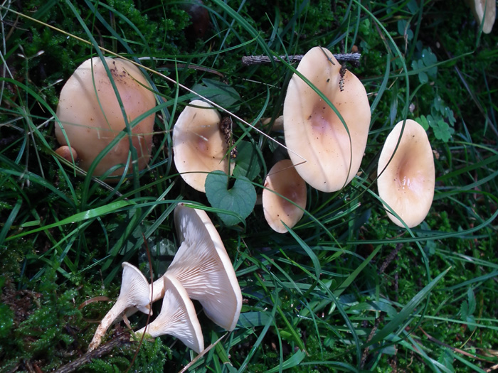 Altri tre ritrovamenti dello scorso anno