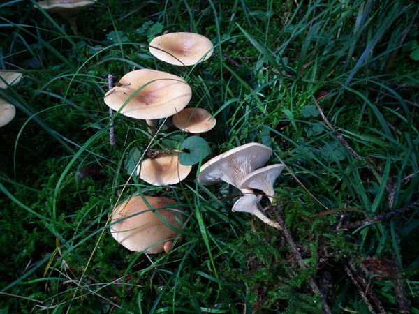 Altri tre ritrovamenti dello scorso anno