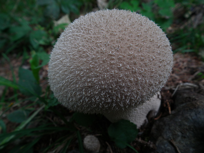 Altri tre ritrovamenti dello scorso anno