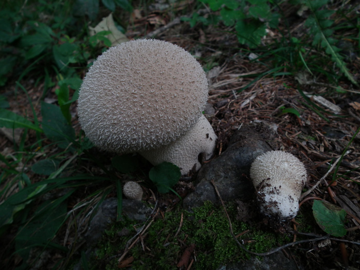 Altri tre ritrovamenti dello scorso anno
